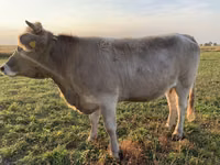 Sigir, Swiss cattle — 4-rasm