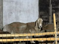 Schaf, Hissar sheep — Foto 2