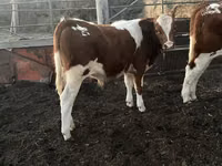 Toro, Simmental cattle — foto 8