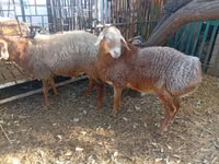 Widder, Hissar sheep — Foto 4