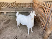 عنزة, الماعز — الصورة 1