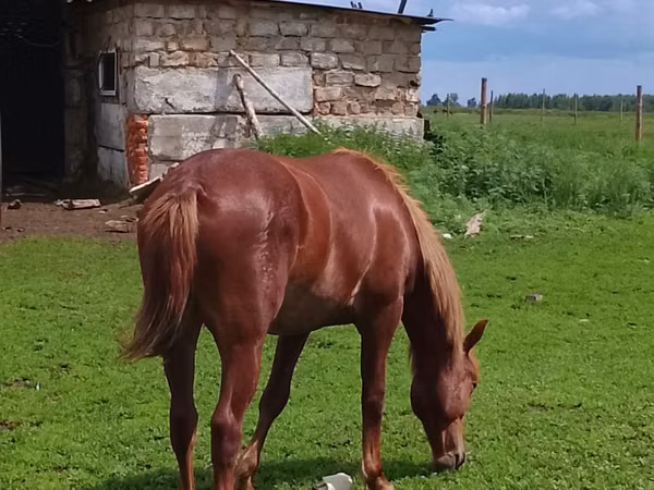 فرس, الخيول