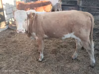 公牛, Simmental cattle — 照片 2