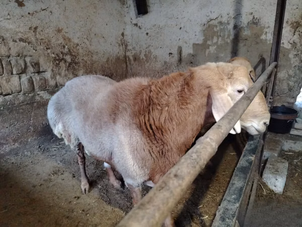 Widder, Arashan sheep — Usbekistan