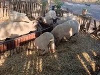 كبش, الأغنام — الصورة 2