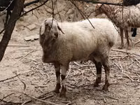 Widder, Arashan sheep — Foto 2