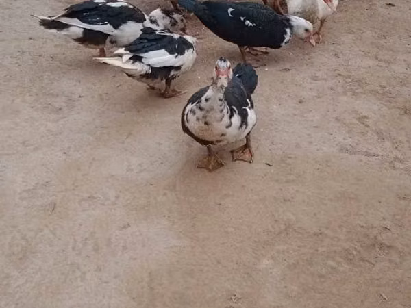 Өрдөктөр