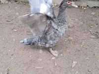 Ducks — फ़ोटो 3