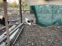 Chickens — Foto 1