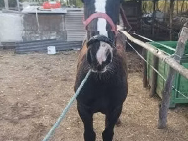 Mare, Horses