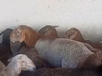Widder, Arashan sheep — Foto 6