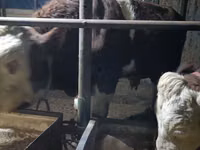 Bulle, Simmental cattle — Foto 4