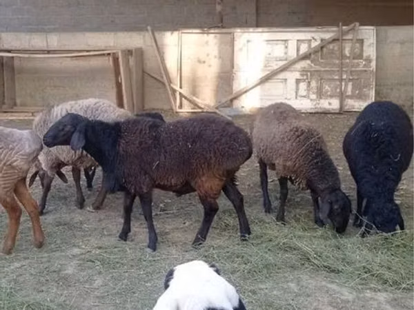 मेढ़ा, Rhon sheep