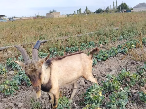 Ziegenbock, Alpine goat
