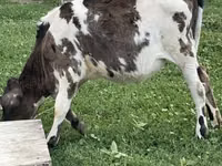 Kuh, Russian Black pied cattle — Foto 1