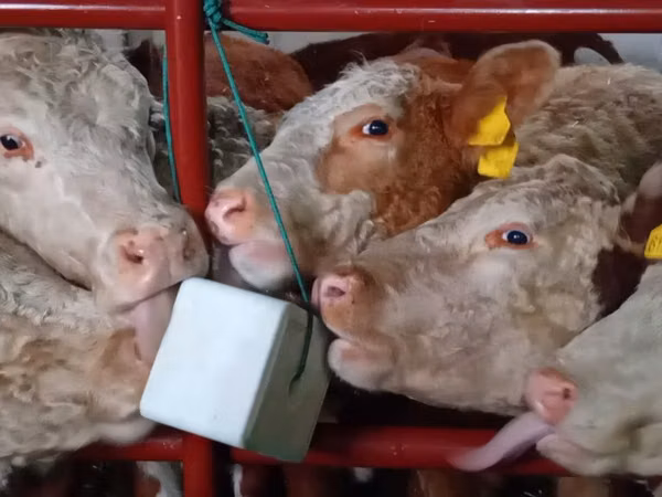 Vaca, Hereford