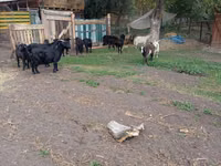 Goat, Alpine goat — photo 8
