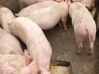 Eber, Schweine — Foto 3
