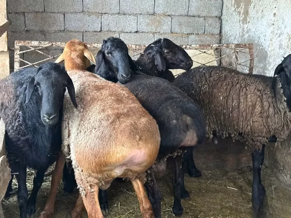 كبش, الأغنام — أوزبكستان