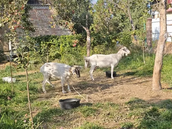 Ziege, Ziegen — Kirgisistan