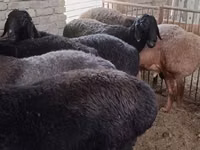 كبش, Hissar sheep — الصورة 4