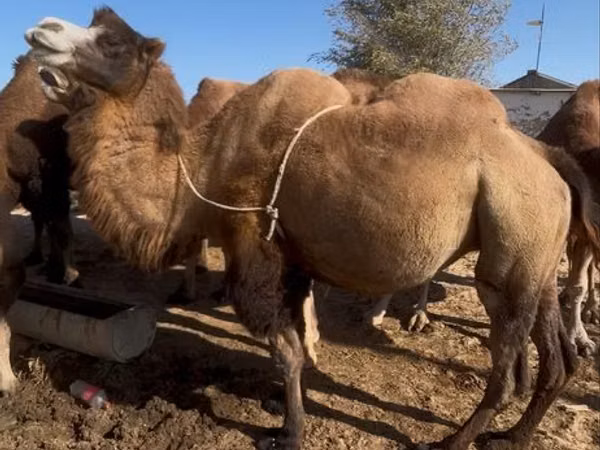 Kamele (Partie, Geschlecht nicht angegeben), Kazakh Bactrian camel