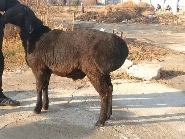 Кочкор, Койлор — Өзбекстан