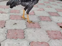 بيرل غري — الصورة 5