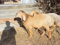 Widder, Edilbay sheep — Foto 4