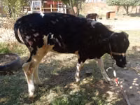गाय, Russian Black pied cattle — फ़ोटो 4