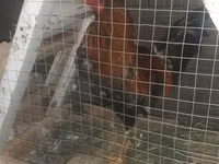 Chickens — الصورة 1