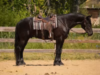 Hengst, Friesian — Foto 3