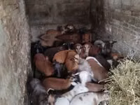 نعجة, Cameroon sheep — الصورة 1
