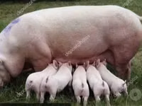 Schweine (Partie, Geschlecht nicht angegeben) — Foto 2