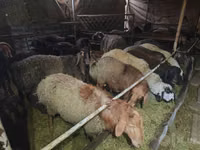 Carnero, Edilbay sheep — foto 3