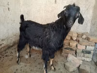 تيس, Nubian Goat — الصورة 2