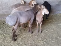 मेढ़ा, Arashan sheep — फ़ोटो 4