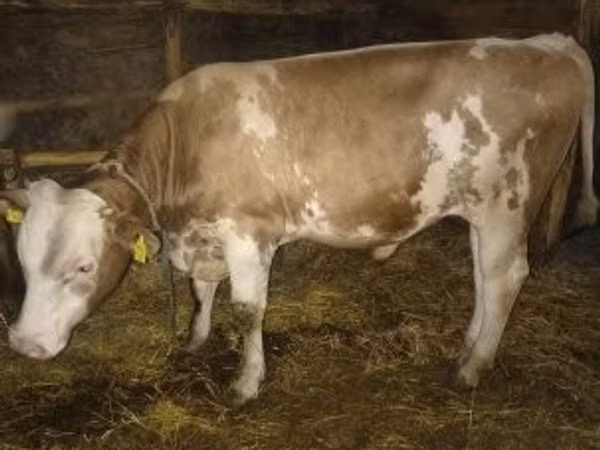Bull, Simmental cattle