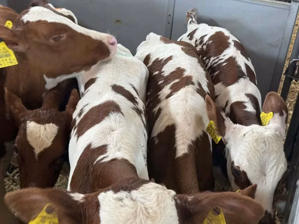 Rinder (Partie, Geschlecht nicht angegeben), Simmental cattle