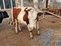 Kuh, Swiss cattle — Foto 3