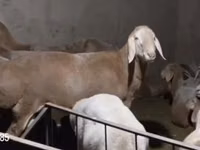 मेढ़ा, Arashan sheep — फ़ोटो 2