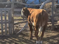 公牛, Kazakh White-headed cow — 照片 4