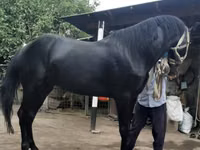 Hengst, Budyonny horse — Foto 5
