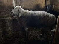 Widder, Hissar sheep — Foto 3