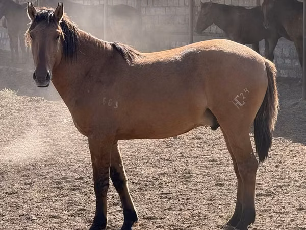 Hengst, Mugalzhar horse