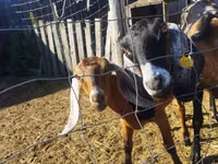 母山羊, Nubian Goat — 照片 3