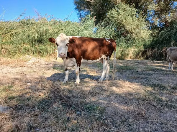 गाय, Latvian Blue cattle — कज़ाखस्तान