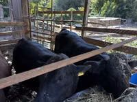 公牛, Aberdeen-Angus — 照片 4