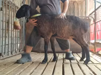 Қошқар, Arashan sheep — 8-сурет