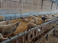 Schaf, Rouge de l’Ouest sheep — Foto 3